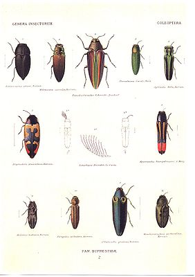 Prachtkäfer aus Kerremans Ch. 1903, in Wytsman P. - Genera Insectorum XII.V.