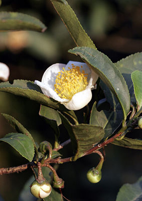 Teestrauch (Camellia sinensis)