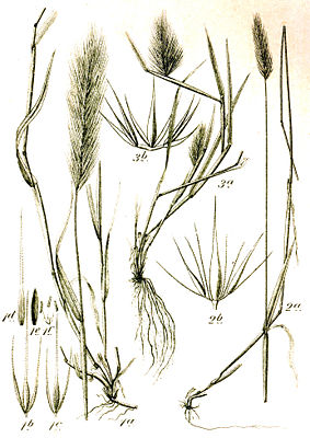1: Mäusegerste (Hordeum murinum)2: Roggengerste (Hordeum secalinum)3: Strandgerste (Hordeum marinum)