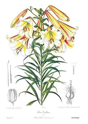 Lilium leucanthum var. centifolium