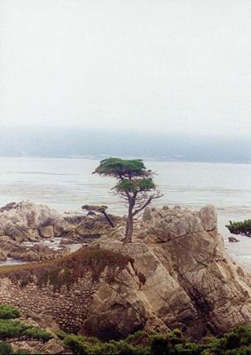 Die "Einsame Zypresse" bei Monterey, Kalifornien (Cupressus macrocarpa)