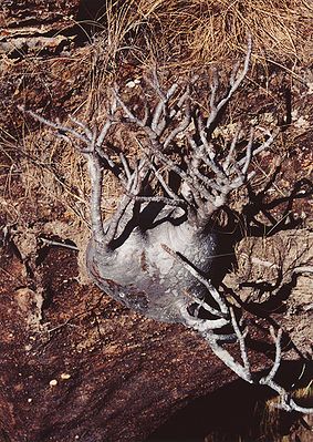 Pachypodium.jpg