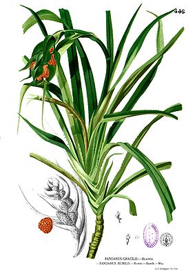 Pandanus humilis, Illustration.