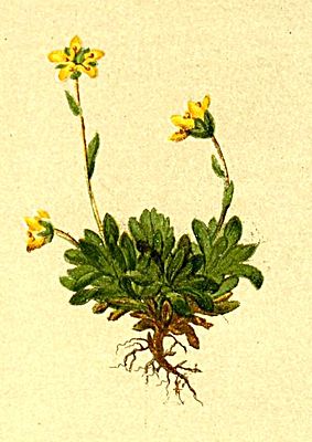 Saxifraga seguieri Atlas Alpenflora.jpg