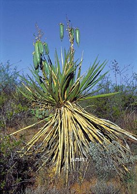 Yucca confinis mit außergewöhnlichen Früchten in Arizona
