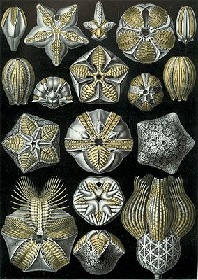 Blastoidea aus Haeckels „Kunstformen der Natur“