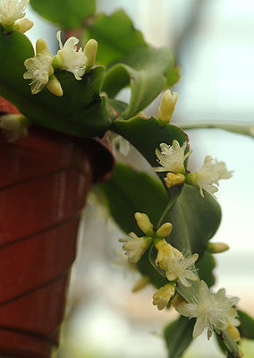 Rhipsalis Crispata.jpg