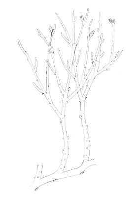 Rhynia gwynne-vaughanii, Rekonstruktion