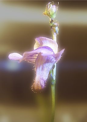 Blüte Genlisea subglabra