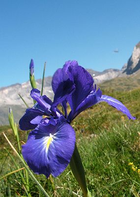 Iris latifolia.jpg