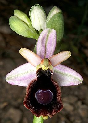 Bertolonis Ragwurz (Ophrys bertolonii)