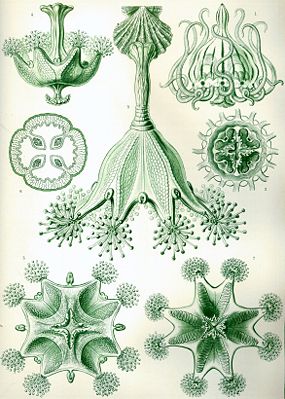 Stauromeduse aus Ernst Haeckel's Kunstformen der Natur, 1904