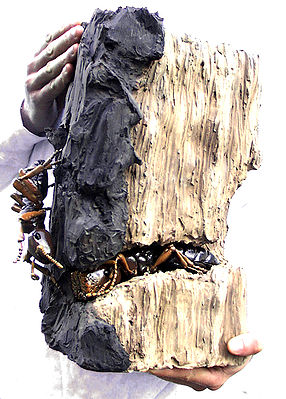 Eine Arbeiterin zeigt der Türschließermorphe per Betrillern ihre Koloniezugehörigkeit. Diese versperrt in der dargestellten Szene jedoch noch den sich im Holz befindenden Nesteingang. (Modell von Alexis Dworsky)Camponotus truncatus