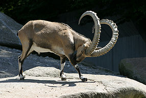Capra ibex ibex – 04.jpg