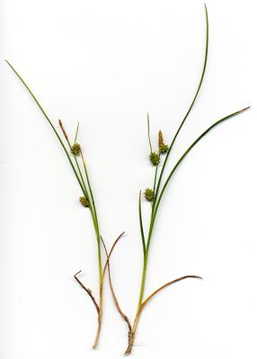 Grünliche Gelb-Segge (Carex demissa)