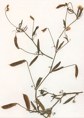 Behaartfrüchtige Platterbse (Herbarbeleg) (Lathyrus hirsutus)