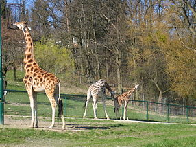 Opelzoo Giraffen.jpg