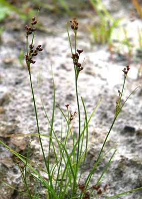 Zusammengedrückte Binse (Juncus compressus)