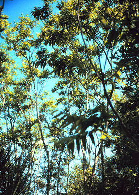 Waschnussbaum (Sapindus mukorossi)