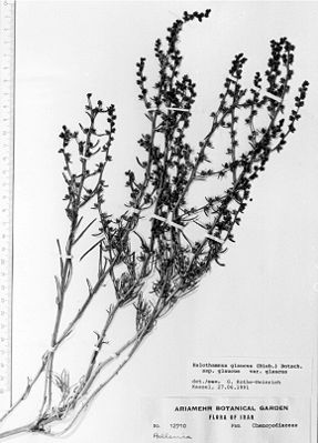 Halothamnus glaucus, herbarium sheet.JPG