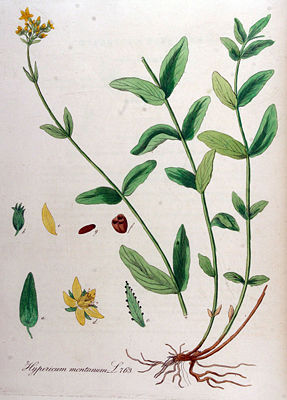 Berg-Johanniskraut (Hypericum montanum)
