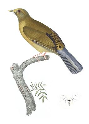 Pycnonotus priocephalus - Bonite-oiseaux-pl05 clean.jpg