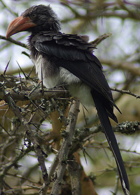 Südafrikanischer Kronentoko, Weibchen