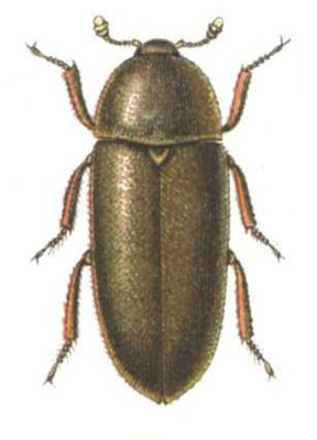 Dornspeckkäfer (Dermestes maculatus)
