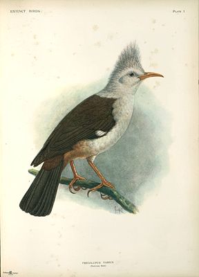 Hopfstar (Fregilupus varius) Illustration John Gerrard Keulemans, aus Extinct Birds, 1907
