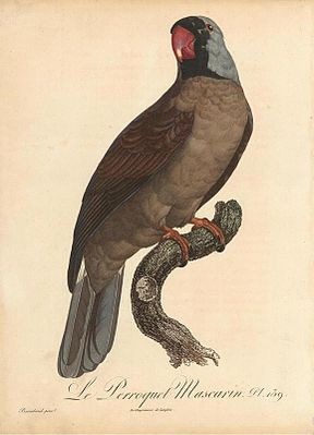 Réunion-Sittich (Mascarinus mascarinus); Illustration von Jacques Barraband aus L’Histoire Naturelle des Perroquets (1805).