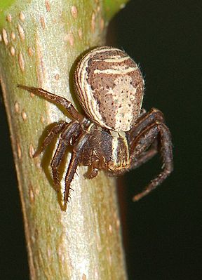 Xysticus ulmi, Weibchen