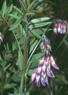 Heide-Wicke (Vicia orobus)