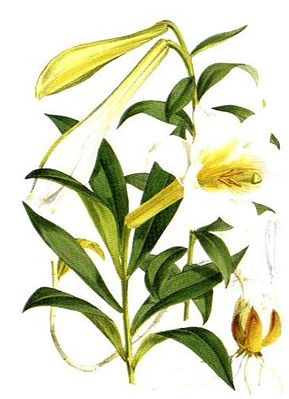 Lilium wallichianum var. neilgherrense