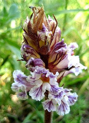 Orobanche crenata - Chios - Greece.jpg