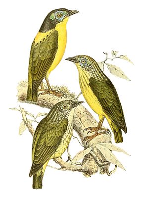 Gelbbauchjala (Philepitta schlegeli), oben: Männchen, Mitte: adultes Weibchen, unten: junges Weibchen.