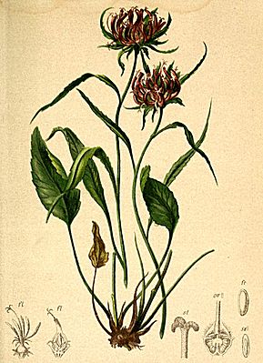Phyteuma scheuchzeri Atlas Alpenflora.jpg