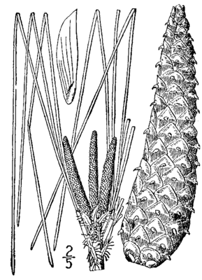 Sumpf-Kiefer (Pinus palustris), Zeichnung