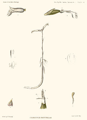 Cheirostylis griffithiiAbbildung 397 in:George King, Robert Pantling:The Orchids of the Sikkim-Himalaya(1897)
