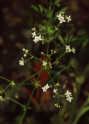 Triften-Labkraut (Galium pumilum)