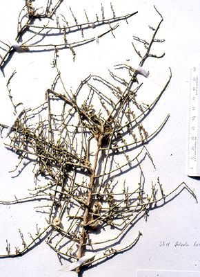 Halothamnus bottae, herbarium sheet.JPG