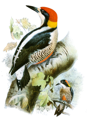 Melanerpes pulcher, Paar, vorn das Männchen. (Zeichnung von Peter Smit (1890), der ungebändert weiße Rückenstreif ist untypisch.)