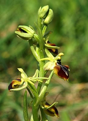 Ophrys aesculapii Griechenland 817.jpg