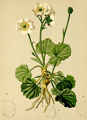 Ranunculus crenatus Atlas Alpenflora.jpg