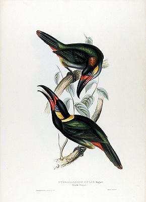 Pfefferfresser, Illustration von John Gould. Das Männchen sitzt unten, darüber das Weibchen.
