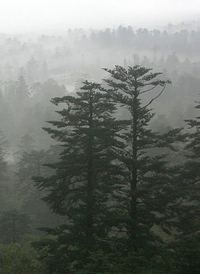 Abies fabri in mist.jpg