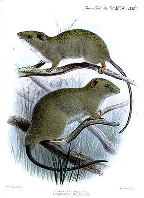 Carpomys phaeurus (oben) und Carpomys melanurus
