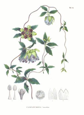Codonopsis lanceolata (Sieb. et Zucc.) Benth. et Hook.