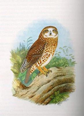 Lord-Howe-Kuckuckskauz, aus The Birds of Australia. Bild von Henrik Gronvold (1858–1940).