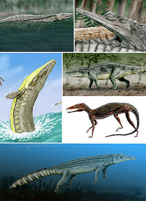 Von links im Uhrzeigersinn: Longosuchus, Angistorhinus, Saurosuchus, Pedeticosaurus, Chenanisuchus, Dakosaurus