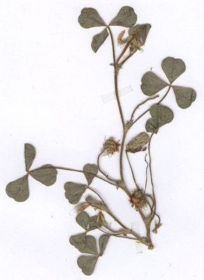 Bodenfrüchtiger Klee (Trifolium subterraneum) (Herbarbeleg)